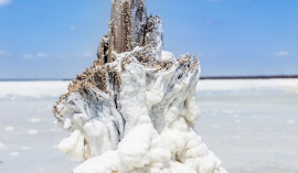Wooden-stumps-lake-Baskunchak-s.jpg