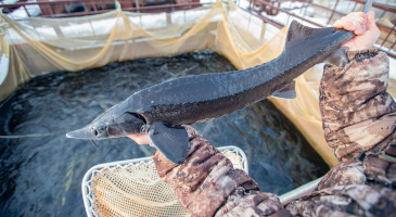 fish-farm-big-sturgeon-hand-fisherman-s.jpg
