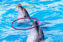 dolphinarium-4s.jpg