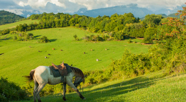 horse-on-vacation-mountains-abkhazia-s.jpg