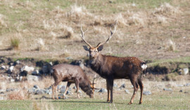 Sika-deer-Primorsky-Krai-s.jpg