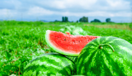 watermelons-on-melon-field-s.jpg