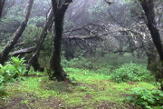 tropical-forest-La-Gomera_s.jpg