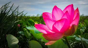 lotus-valley-astrakhan-region-s.jpg