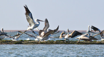 great-white-pelicans-pelecanus-Volga-Delta-s.jpg