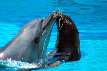 dolphinarium-5s.jpg