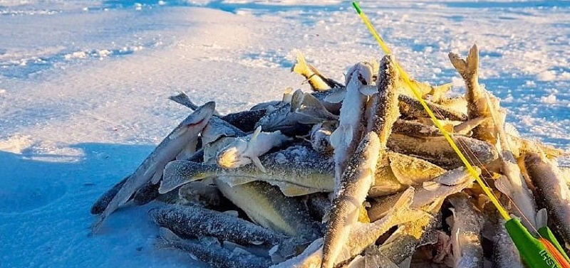 зимняя рыбалка на сахалине корюшка