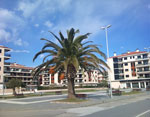 pinedademar2_s.jpg