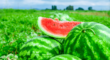 watermelons-on-melon-field-s.jpg