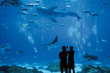 aquarium-zoo-3s.jpg