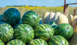 rows-green-striped-watermelons-oval-melons-s.jpg