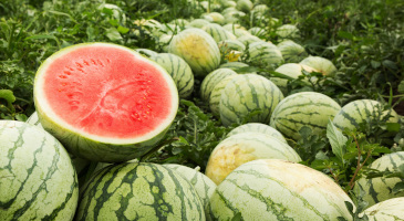 red-cut-watermelon-on-pile-s.jpg