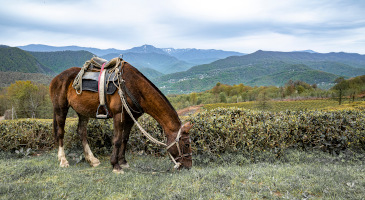 horse-wild-mountains-views-s.jpg