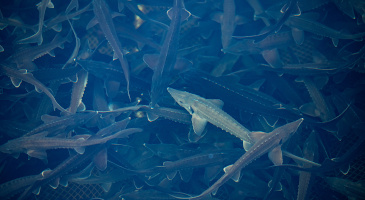 closeup-sturgeon-fish-farm-s.jpg