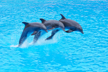 dolphinarium-1s.jpg