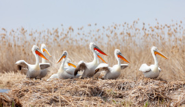 flock-dalmatian-pelicans-wildlife-nesting-delta-s.jpg