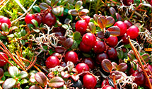 from-autumn-to-winter-4s.jpg