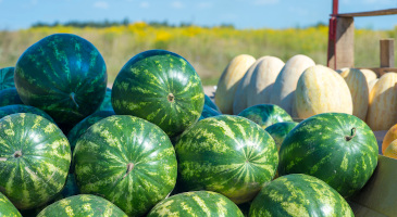 rows-green-striped-watermelons-oval-melons-s.jpg