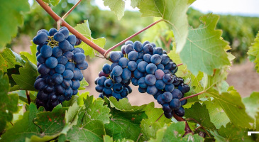 kuban-wine-2s.jpg