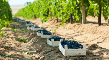 kuban-wine-1s.jpg