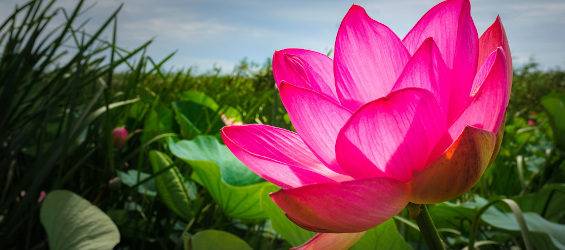 lotus-valley-astrakhan-region-s.jpg