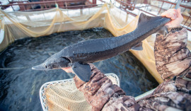 fish-farm-big-sturgeon-hand-fisherman-s.jpg