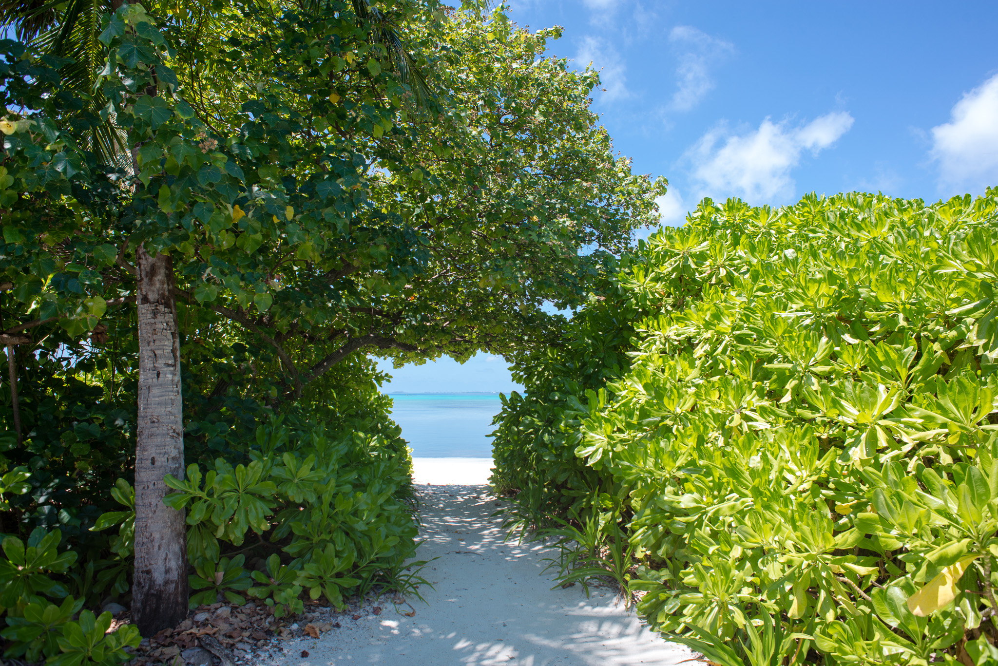 Canareef resort maldives 4